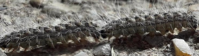 Chenilles processionnaires