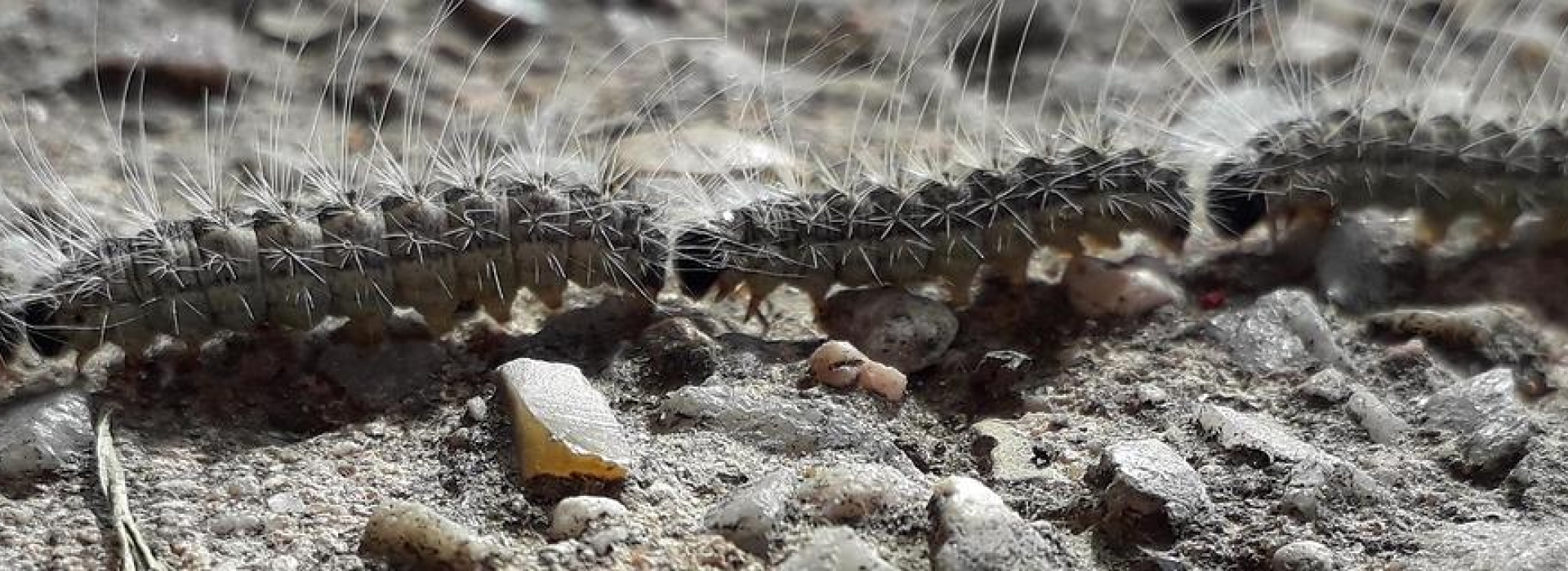 Bandeau chenilles processionnaires