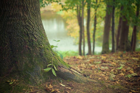 forêt