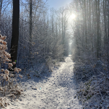 Chemin du massif de l'Hautil sous le soleil par Anne