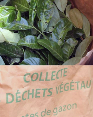 Distribution des sacs de collecte des végétaux